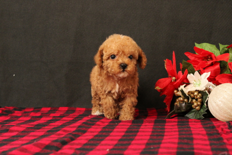 puppy, for, sale, Cavapoo, Matthew B. Stoltzfus, dog, breeder, Gap, PA, dog-breeder, puppy-for-sale, forsale, nearby, find, puppyfind, locator, puppylocator, aca